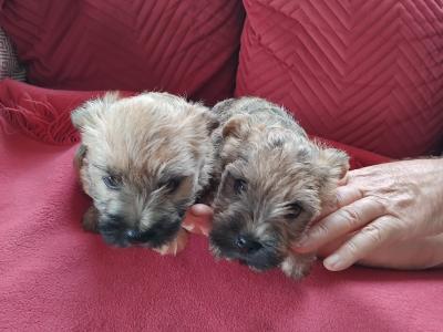 Cairn Terrier puppies in Longford