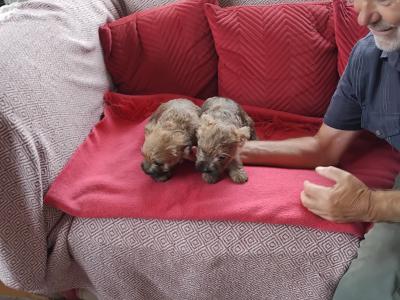 Cairn Terrier puppies in Longford