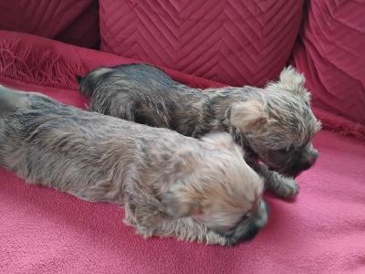 Cairn Terrier puppies in Longford