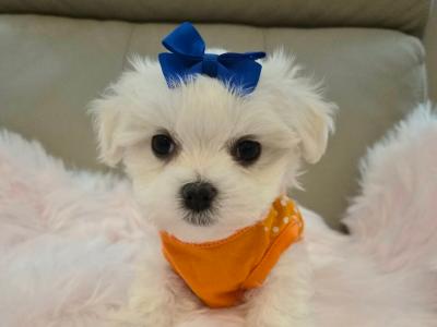 Maltese Miniature puppies Tralee - house trained