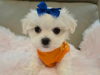 Maltese Miniature Boy puppies in Tralee - house trained