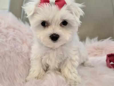 Maltese Miniature puppies Tralee - house trained