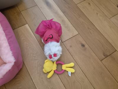 Maltese Miniature puppies Tralee - house trained