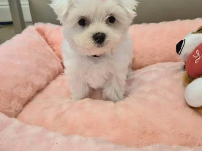 Maltese Miniature puppies Tralee - house trained