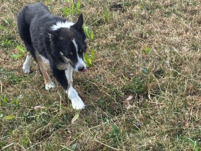 Friendly female Border Collie 3 years old for sale in Kildare