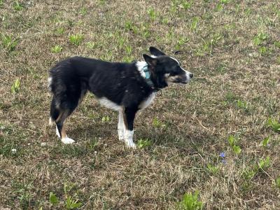 Friendly female Border Collie 3 years old for sale in Kildare