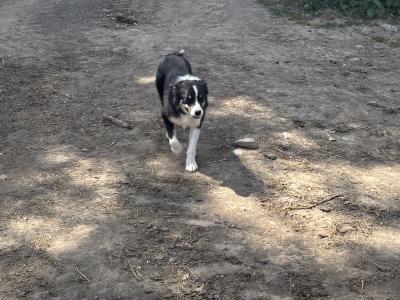 Friendly female Border Collie 3 years old for sale in Kildare