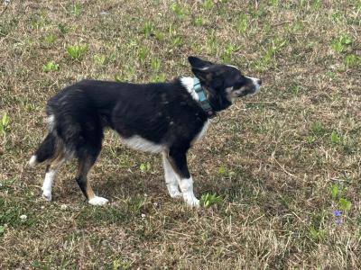 Friendly female Border Collie 3 years old for sale in Kildare