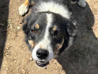 Friendly female Border Collie 3 years old for sale in Kildare