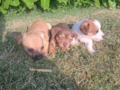 Beautiful  Jack russell  pups