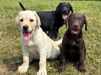 Gorgeous Labrador puppies in Tipperary