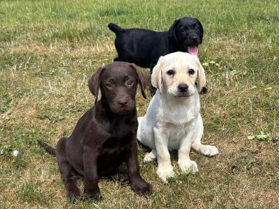 Gorgeous Labrador puppies in Tipperary