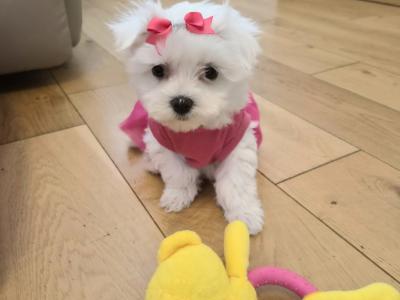 Maltese Miniature puppies Tralee - house trained