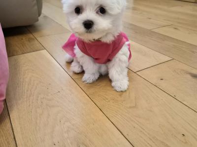 Maltese Miniature puppies Tralee - house trained