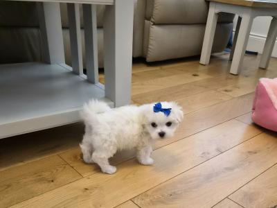 Maltese Miniature puppies Tralee - house trained