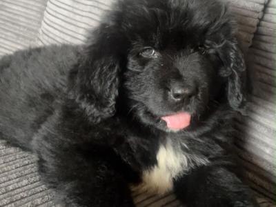 Purebred IKC Registered Newfoundland puppies in Monaghan