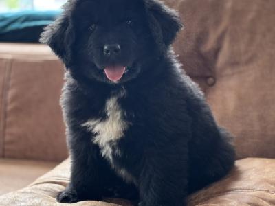Purebred IKC Registered Newfoundland puppies in Monaghan