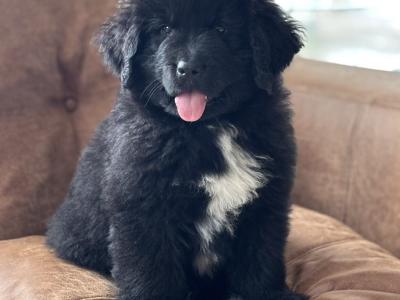 Purebred IKC Registered Newfoundland puppies in Monaghan