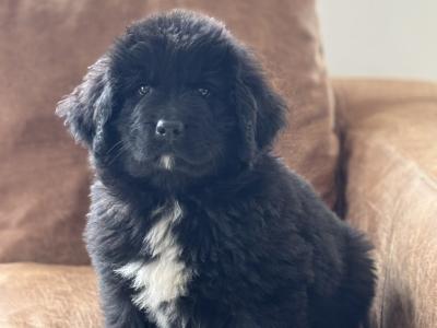 Purebred IKC Registered Newfoundland puppies in Monaghan