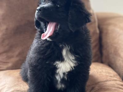 Purebred IKC Registered Newfoundland puppies in Monaghan