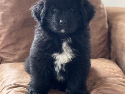 Purebred IKC Registered Newfoundland puppies in Monaghan