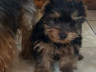 Purebred Irish Kennel Club Registered Yorkshire Terrier puppies in Kildare