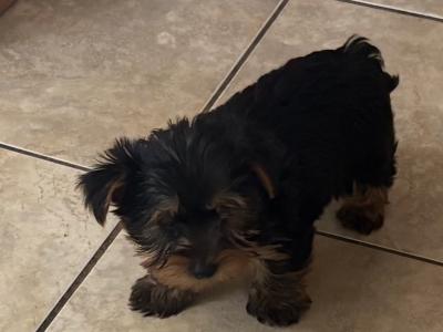 Purebred Irish Kennel Club Registered Yorkshire Terrier puppies in Kildare