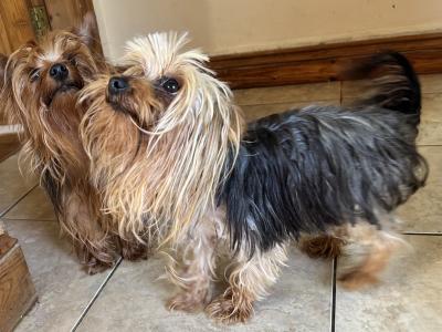 Purebred Irish Kennel Club Registered Yorkshire Terrier puppies in Kildare