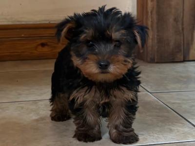 Purebred Irish Kennel Club Registered Yorkshire Terrier puppies in Kildare