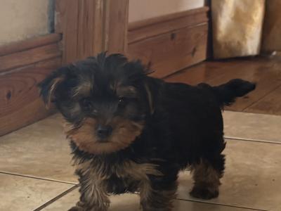 Purebred Irish Kennel Club Registered Yorkshire Terrier puppies in Kildare