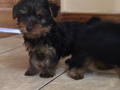 Purebred Irish Kennel Club Registered Yorkshire Terrier puppies in Kildare