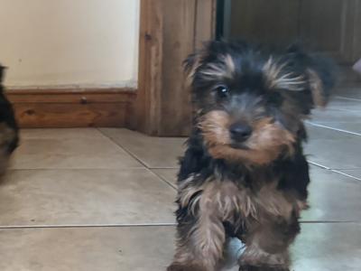 Purebred Irish Kennel Club Registered Yorkshire Terrier puppies in Kildare