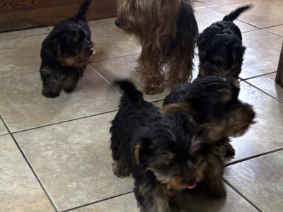 Purebred Irish Kennel Club Registered Yorkshire Terrier puppies in Kildare