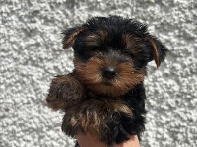 Purebred Irish Kennel Club Registered Yorkshire Terrier puppies in Kildare