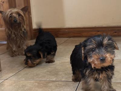 Purebred Irish Kennel Club Registered Yorkshire Terrier puppies in Kildare