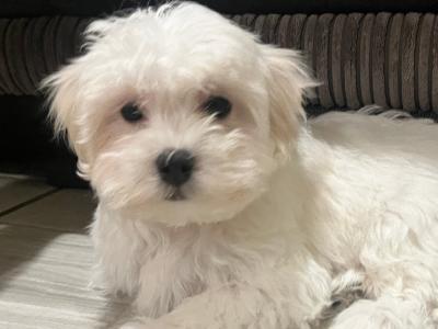 Beautiful male Maltichon (Maltese Cross x Bichon Frise) puppies for sale in Carlow