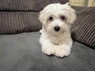 Beautiful male Maltichon (Maltese Cross x Bichon Frise) puppies for sale in Carlow