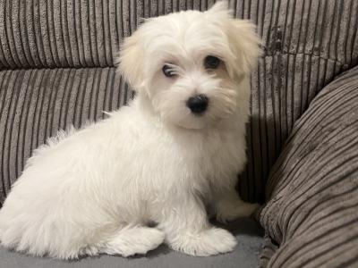 Beautiful male Maltichon (Maltese Cross x Bichon Frise) puppies for sale in Carlow
