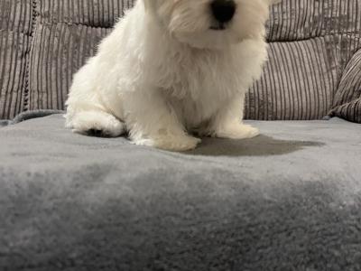 Beautiful male Maltichon (Maltese Cross x Bichon Frise) puppies for sale in Carlow
