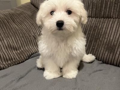 Beautiful male Maltichon (Maltese Cross x Bichon Frise) puppies for sale in Carlow