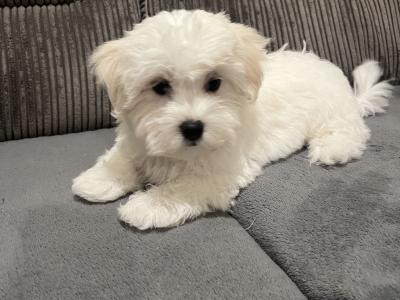 Beautiful male Maltichon (Maltese Cross x Bichon Frise) puppies for sale in Carlow