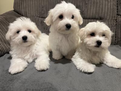 Beautiful male Maltichon (Maltese Cross x Bichon Frise) puppies for sale in Carlow