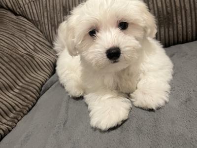 Beautiful male Maltichon (Maltese Cross x Bichon Frise) puppies for sale in Carlow