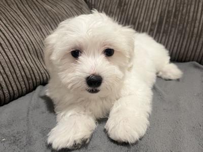 Beautiful male Maltichon (Maltese Cross x Bichon Frise) puppies for sale in Carlow