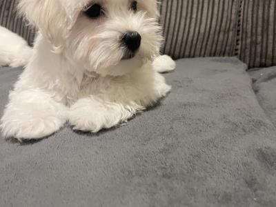 Beautiful male Maltichon (Maltese Cross x Bichon Frise) puppies for sale in Carlow