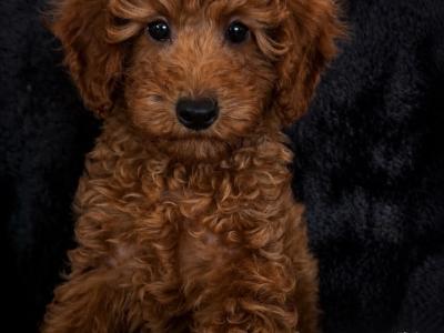 Stunning Maltipoo Puppies in Wexford