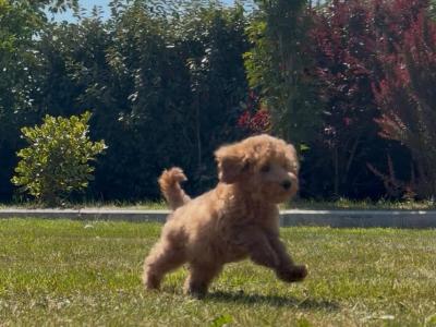 Stunning Maltipoo Puppies in Wexford