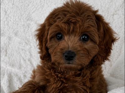 Stunning Maltipoo Puppies in Wexford
