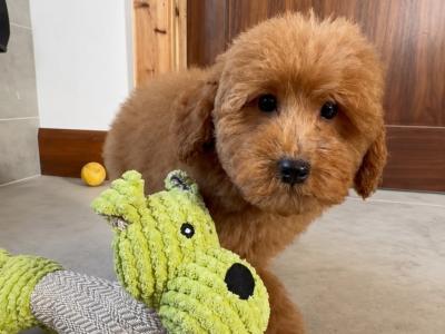 Stunning Maltipoo Puppies in Wexford