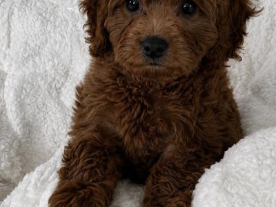 Stunning Maltipoo Puppies in Wexford